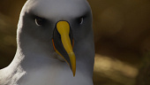BG
